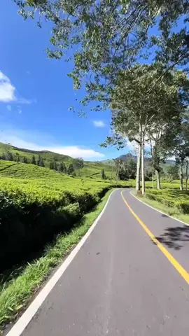 sebagus ini kah kebun teh ciwidey bandung selatan...