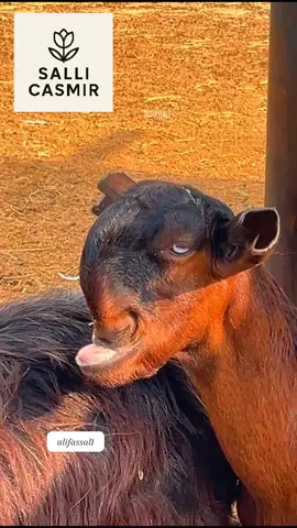 #sallicasmir #fyp #tiktok #foryoupage #viralvideos                                               