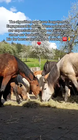 The algorithm may have forgotten us, Engagement is down, Were not reaching our expectations to help us raise funds under our fundraising campaign in the bio for horses treatment & feeding 🆘🙏💔#fyppppppppppppppppppppppp #fyp #foryoupage #HorseRescue #viral #viralvideo 