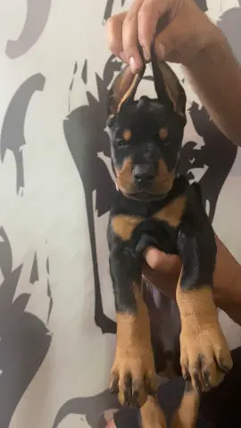 Just a Doberman pup