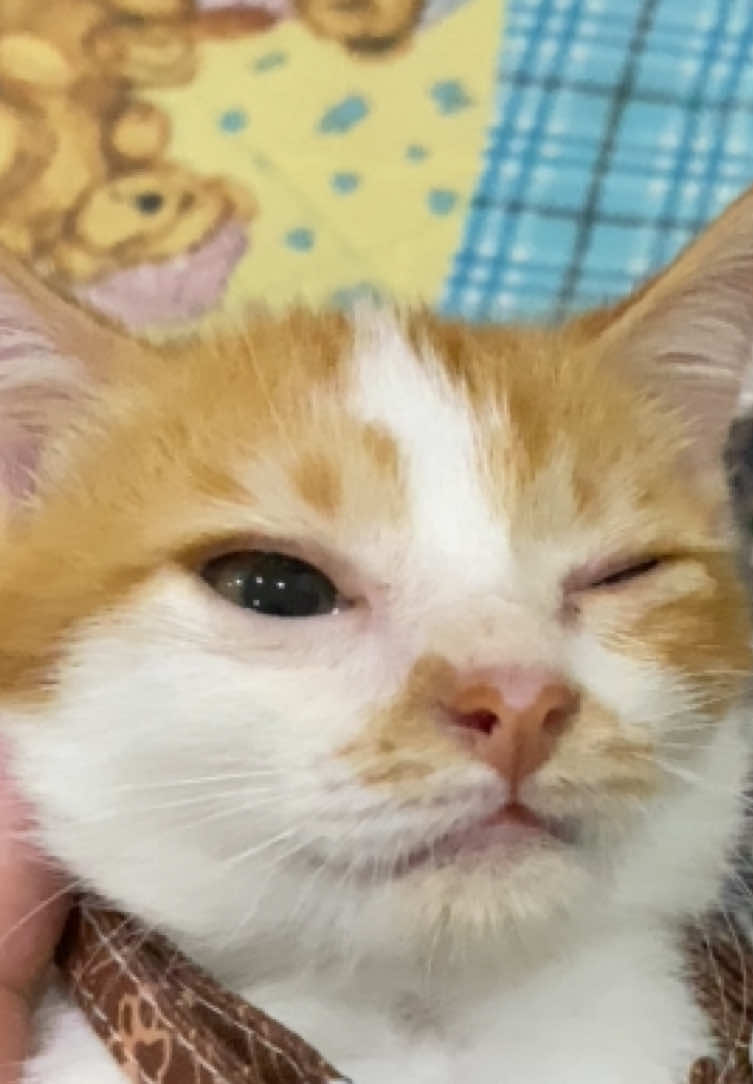 Tutor membedong bayiiiii berbuluuu 🥰🤏🏻🐈 #fyp #como #foryou #kucing #kitten 