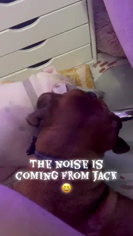 #foryoupage #boxer #whiteboxer #deafboxersrock #sideeyejack 