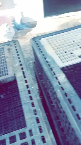 #Tîpø🐔🐔 #الشعب_الصيني_ماله_حل😂✌️ 