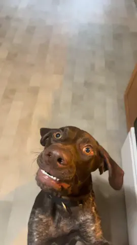 He has two personalities Shark and Sassy. There is no in between I fear😀🦈 #dogsoftiktok #puppy #nexttome #GSP 