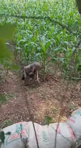 #mahluk aneh di kebun jagung#siapa yang tau ini mahluk apa menyeramkan 