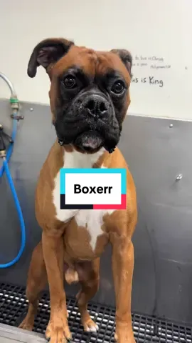 Boxer boxing around #boxerdog #doggrooming #dogbath #boxersoftiktok #boxerdogsoftiktok 
