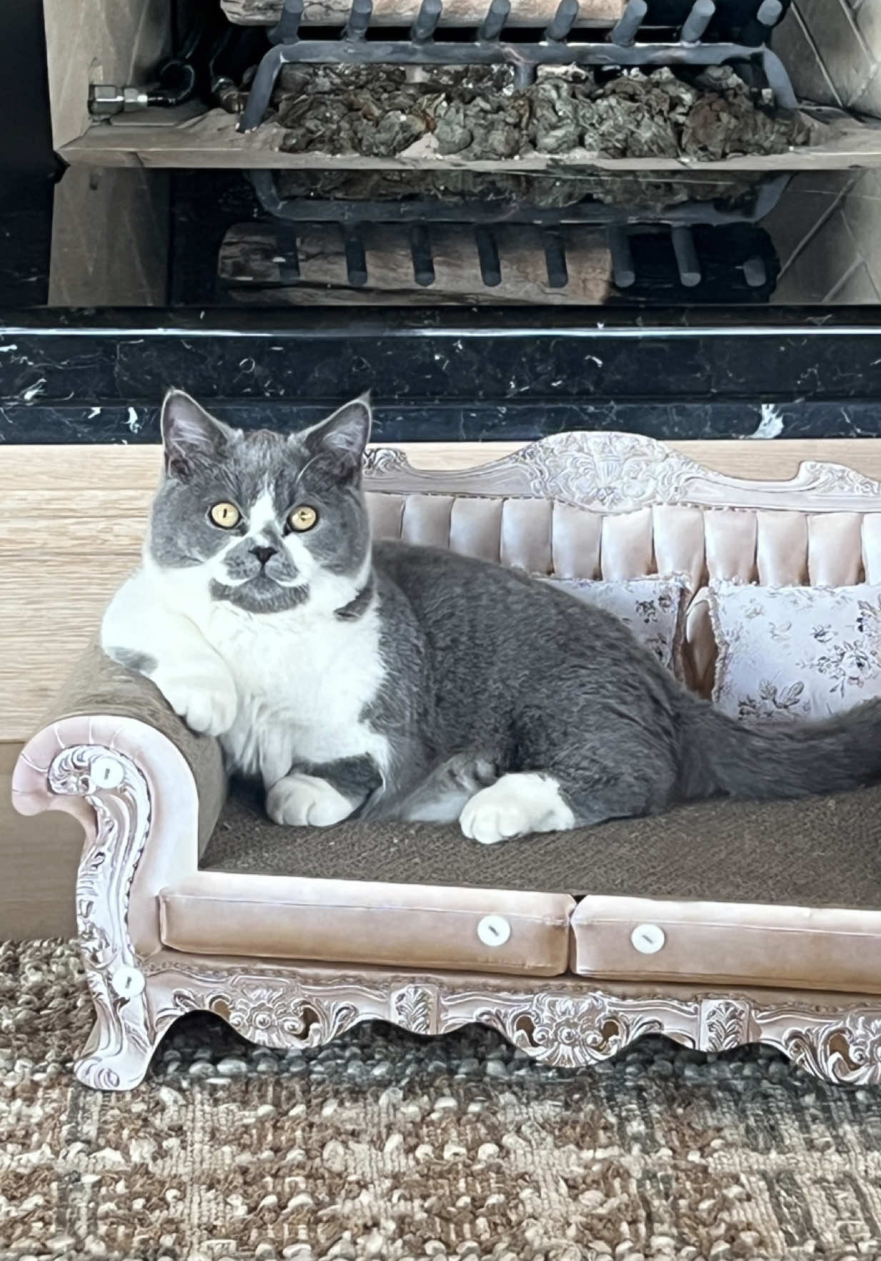 George is the star of the family #munchkincat #britishshorthair #cutecat 