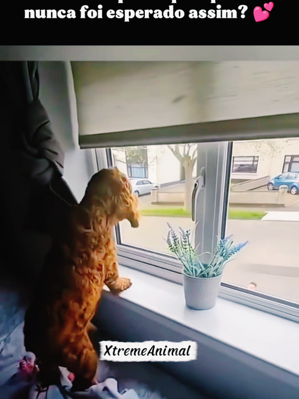 🐶🐕❤️ #cachorros #emocionante #cachorrosfofos #fouryou #viraltiktok 