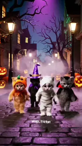 #fyp #catsoftiktok #haloween 