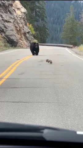 😂😂 #blackbear #squirrel #funny  #amusing #hateai 