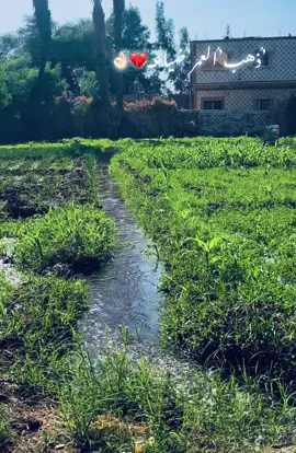 في حب أبن التهامي ❤️😍😍#foryou #foryoupag #viralvideos #تيك_توك_جيمينج 