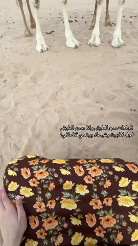 #explore #نياق_وضح #عطايا_الله🐪 #fyppppppppppppppppppppppp لايكك..💐