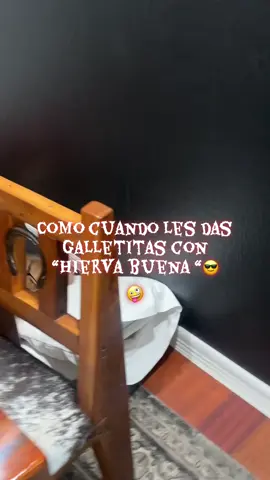 🤪 mis hermanas las adoptadas 🤪