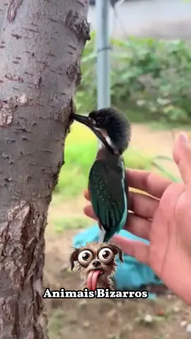 O maior pescador da natureza