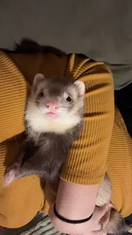 Ziti gives the best cuddles. 🫶🏻 #ferretsoftiktok #ferretmom #ferrettok #PetsOfTikTok #ferret 