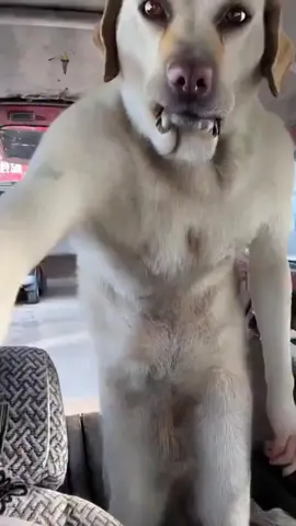 This Ai Dancing Dog is Crazy 🤣  ccto #funnyvideos #ai #fyp #dog #dance 