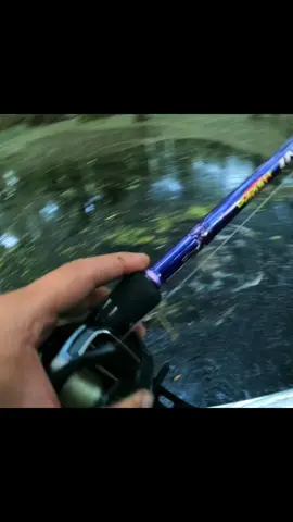 Nice day fishing in the swamps took the youngns today #fishing #shimano #baitcaster 