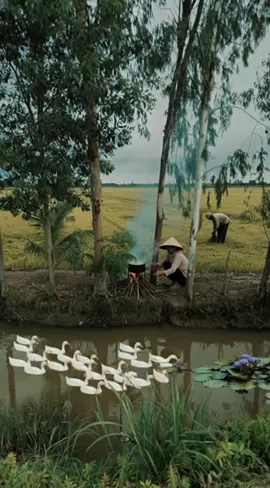 Mùi đất ẩm sau cơn mưa, hương rơm rạ khô hanh của ngày mùa, thơm nồng ký ức, mình thích mùi khói bếp, mùi hương đồng gió nội, chỉ có ở nơi đây. #canhqueyenbinh #hoainiem #mientay #foryou #boconganh 