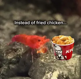 Grilled chicken #shrimp #meme 