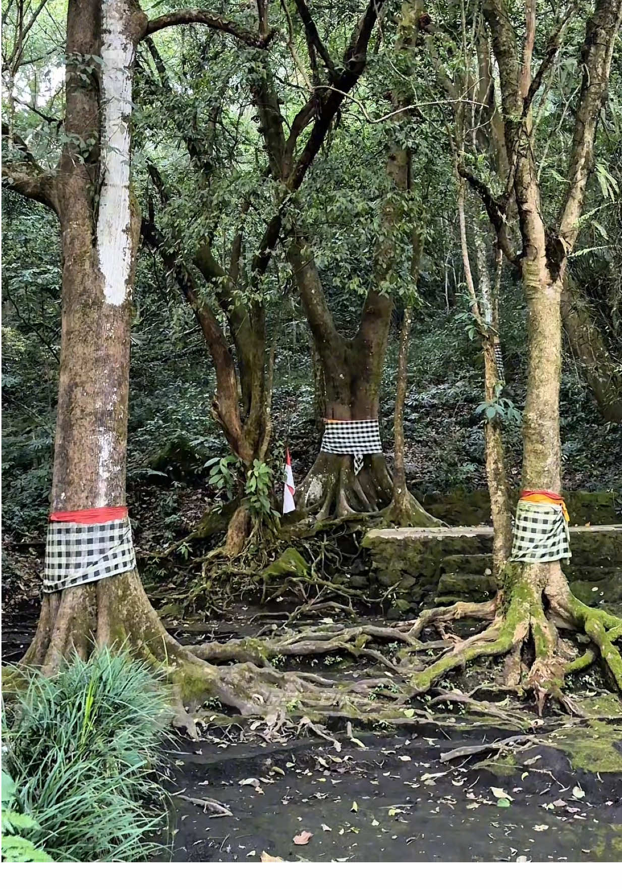 Suasana asli di petilasan Ibu Dewi Kunti Gunung Arjuno, tempat yang asri dan penuh sejarah..  Salam Rahayu Sederek Sedoyo 🙏 #candi  #fypシ゚  #majapahit  #gunungarjuno  #spiritual 