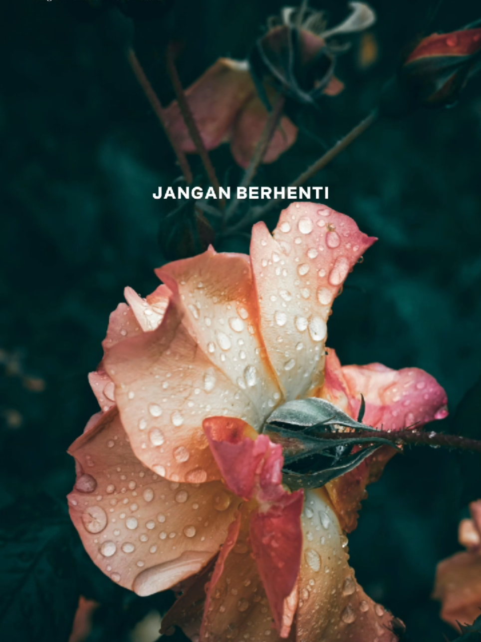 Jangan berhenti mencintaiku #CapCut #lirik #fyp #capcutpioneer #pioneertemplate 