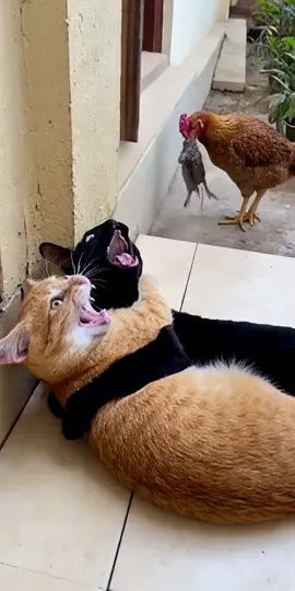 #fypシ゚ #lucu #kucinglucu #kucing #catlover 