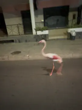 #sardegna#ingiroperilmondo