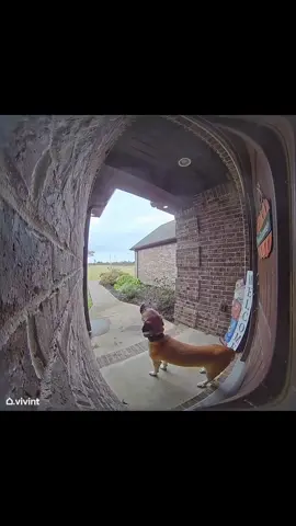 Video of Atlas howling is at the end! Poor guy 😂