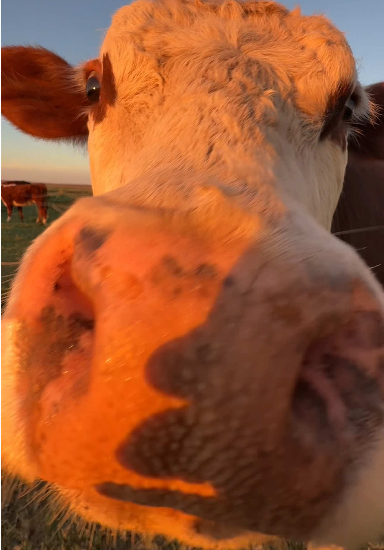 🐂ROGELIO es un como un BEBÉ de pero de 500kg 😂🐂 👉Si bien ya lo dije varias veces, él no va a ir a ningún lado, muere en el campo de viejito 🫶🥹  Que tengan una hermosa semana FAMILIA! Los amamos! 🫶🥰