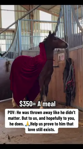 It makes me sick to see zero donations yet me and you were the only hope for them🥲💔.Please donate. I can’t save them all, but I can die trying. There are so many horses and donkeys in World that are abused, injuries, viruses, health conditions But I can’t help them without your support. Please donate via the links below or the links in the bio. Thank you so much for helping.          Your a kind person watched 5x times and donated to help us raise enough funds for feeding link in bio to donate #usa🇺🇸 #viral #fyp #foryou #horse 