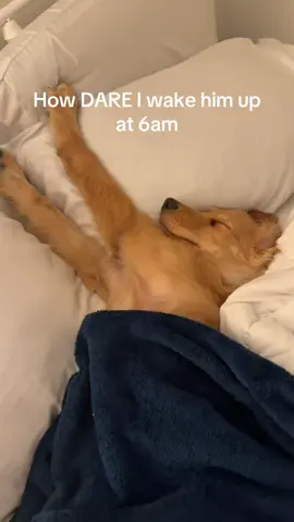 it’s tough being a pup 🥱#goldenretrieverpuppy #puppylove #goldenretrieverlife #puppylife 