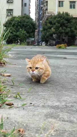 king oyen mau lewat😸😸 #pecintakucing #kucinglucuimutgemoy #fypviraltiktok🖤シ゚☆♡ 