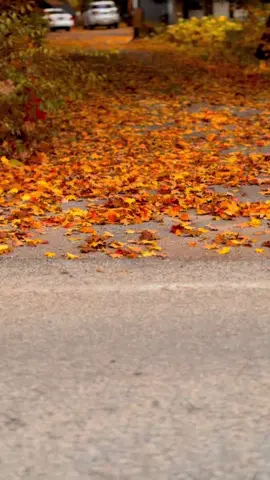#autumn #autumnvibes #october #fallincanada #foryou 