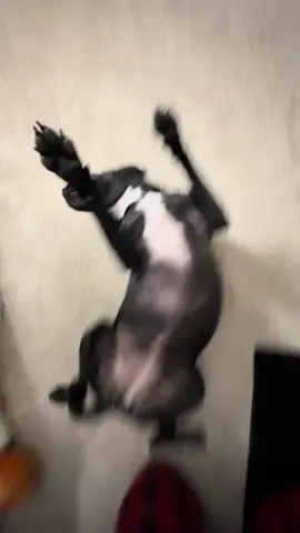 😛😛😛 Friday HURRY up 😝  #dog #dance #merengue #fyp 