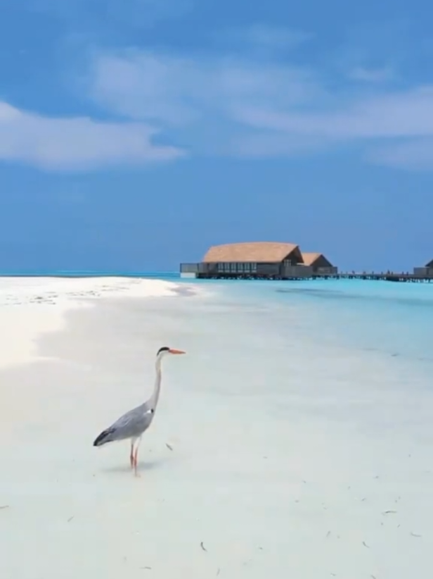 #frasesdemotivacao #emocoes #amorproprioetudo🌹❤️ 