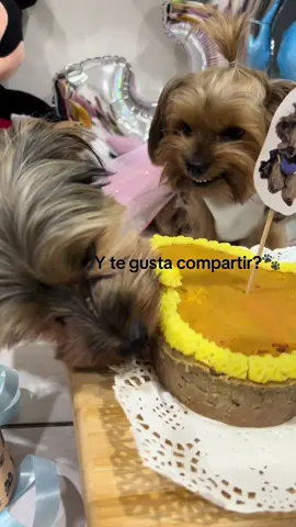 No lo deja comer tranquilo 😂 #yorshireterrier #perritos #cumpleañoperruno #yorkie 