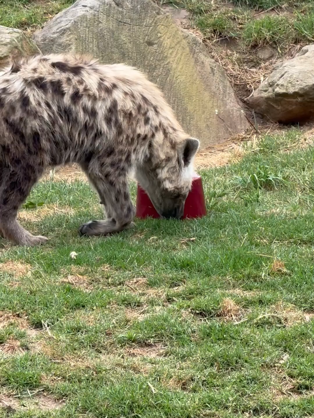 Frozen fun for our spotted friends! 🧊 📸 Keeper Judy #hyena #fypシ゚viral🖤tiktok #sydneyzoo