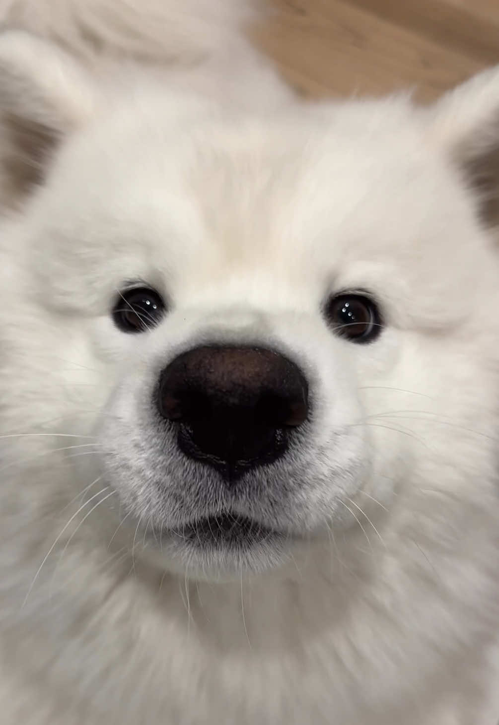 awOooinnn and tippy tappy-innn with excitement bc @bluejays tied the World Series hehe ⚾️ this little mascot bandwagoner is very pleased 💙✨ GOJAYSGO