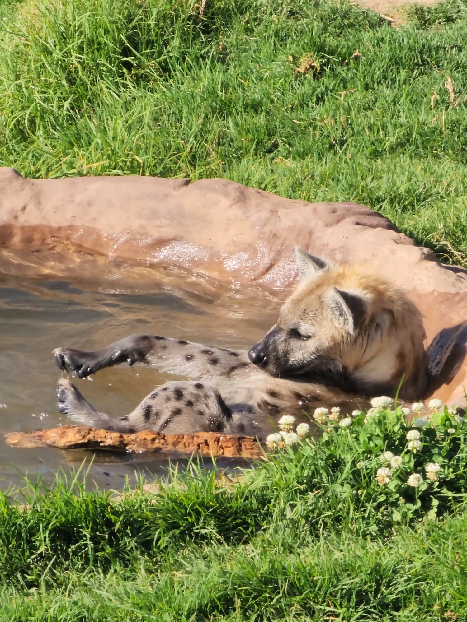 Anyone else love a swim? 🐾💦 #hyena #swim #sydneyzoo