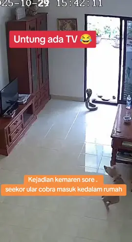 #promomakanharian #videolucu #ular cobra #videokocak #lucu_ngakak 