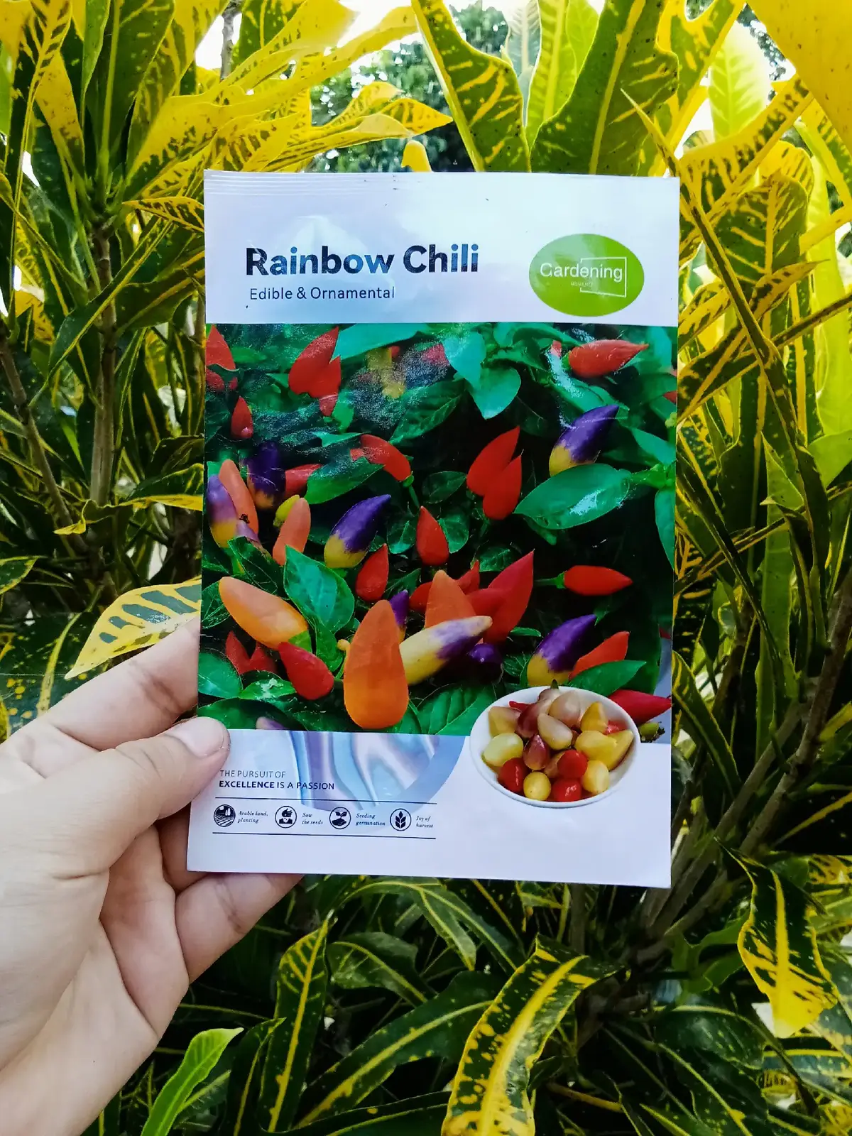 @Ojie🎀𖹭｡𖦹°‧ 👈🏻beli sini #readystock #bijibenih #lada 