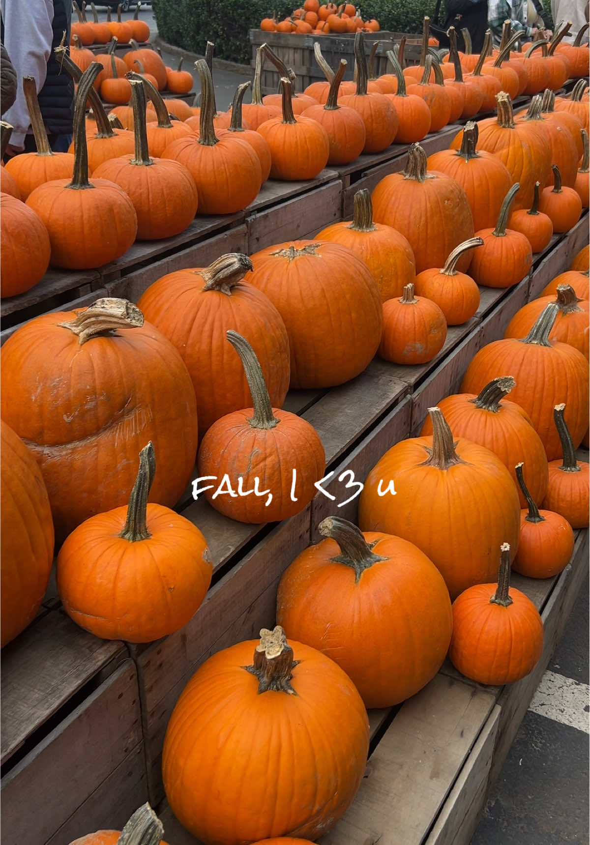 #fall #fallinspo #fyp 