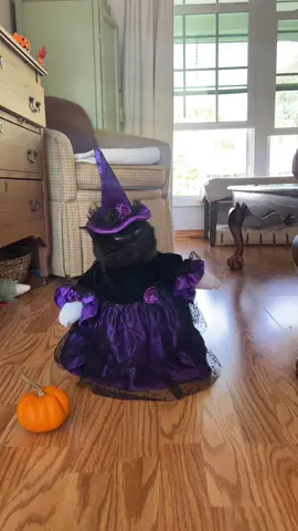 Mr. Moonpie #cat #catsoftiktok #cats #fyp 