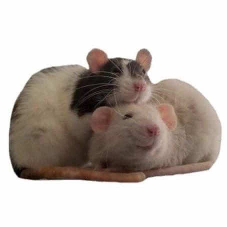 с днём стекловаты🥳#майоргромчумнойдоктор #majorgromplaguedoctor #сергейразумовский #bubble #bubblestudios 