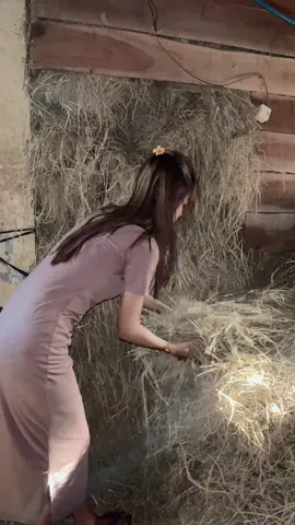 #fyppppppppppppppppppppppp #masukberanda #sapi #ternaksapi 