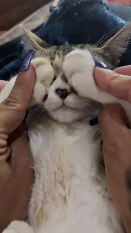 #amorgatuno #hijamia💕👑🌺 