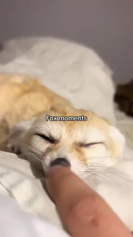 #fox🦊 #foxy #cute #pet #tiktokfoxes 