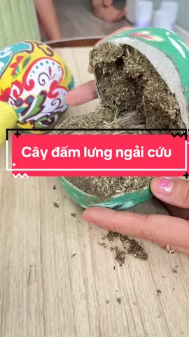 Cây đấm lưng ngải cứu#shopcuathuthu #caydamlungngaicuu #caydamlung #caydamlungthaoduoc #daumoivaigay 