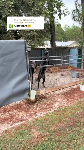 Replying to @🐶Cricket The Aussie🐶 they loved them too😁 what’s should we get next.