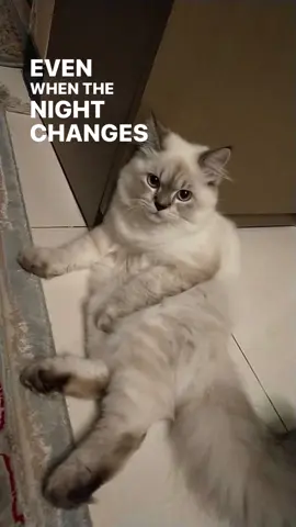 #lyrics #nightchanges #onedirection #foryou #fyp 